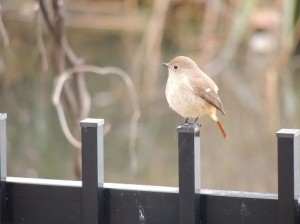 庭のかわいいお客様　2015-02 1