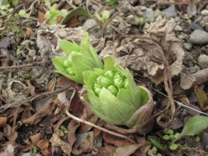 簡単「薬膳料理」