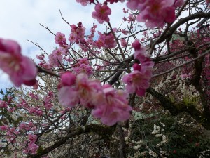 澤屋の粟餅　