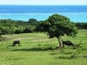 石垣島　代用