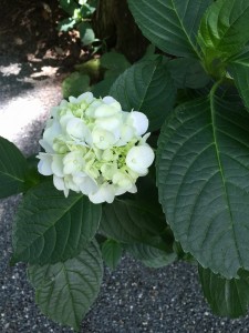 梅雨時の楽しみ　2016-06 10