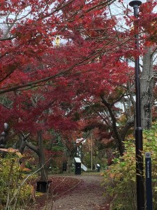 セイホウ・オンブラージュ　2016-11-9